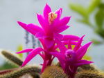 rattail cactus